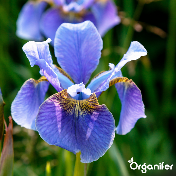 Nahaufnahme einer blauen Schwertlilie mit gelber und brauner Zeichnung, Organifer Logo