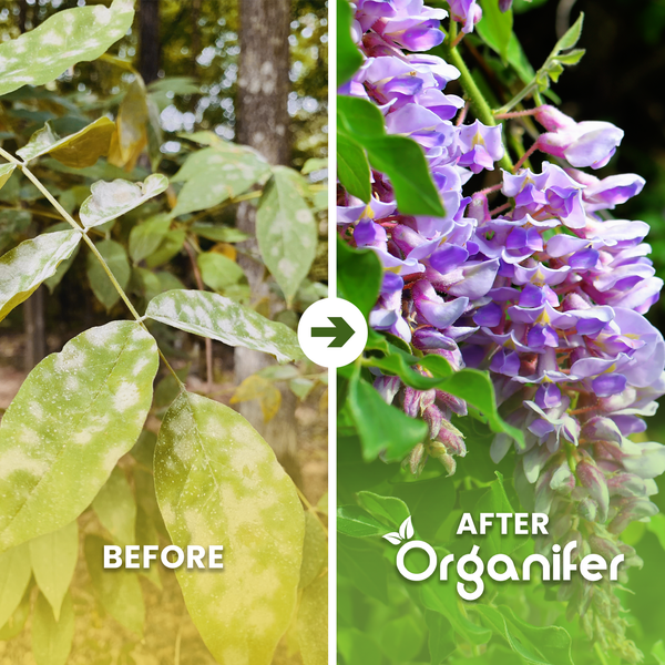 Vorher-Nachher-Vergleich der Pflanzengesundheit. Links befallene Blätter, rechts gesunde violette Blüten und grüne Blätter. Organifer Logo.