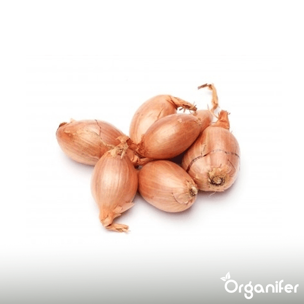 Hand pflanzt Zwiebel in die Erde.