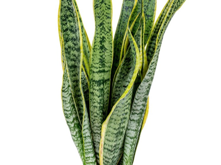 Bloomique - 2er Set - Sansevieria Laurentii - Bogenhanf - Sukkulenten - Zimmerpflanzen - Sehr Pflegeleicht - Höhe 60-70 cm - Topf 17 cm