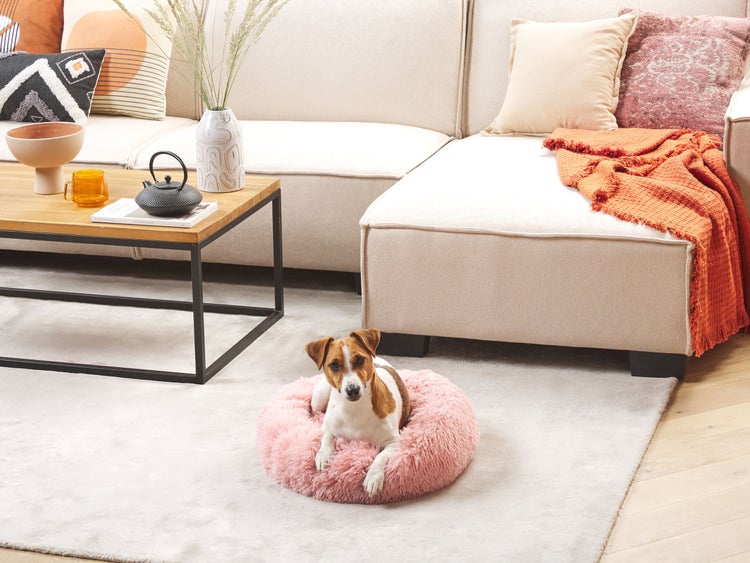 Jack Russell Terrier in einem runden, flauschigen rosa Hundebett auf einem hellen Teppich in einem modern eingerichteten Wohnzimmer.