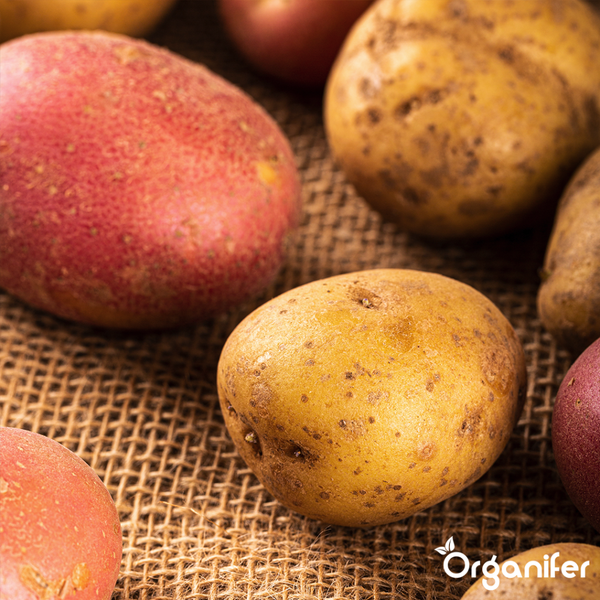 Zwiebeln, Schalotten und rote Zwiebeln in Körben