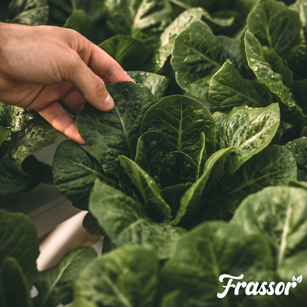 Eine Hand berührt die Blätter von frischem Salat im Garten. Frassor Logo.