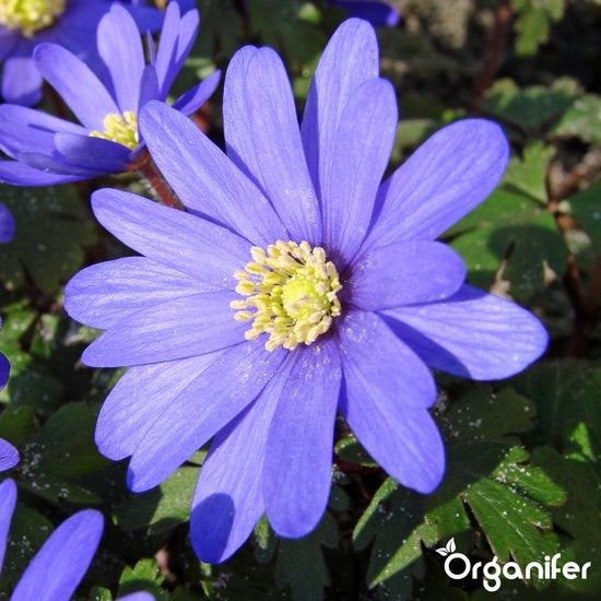Blausternchen mit gelber Blütenmitte