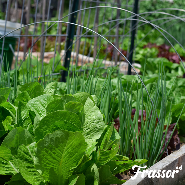 Frassor Plant Resilience Pflanzenstärkungsmittel Konzentrat, 1 Liter Flasche für 1000 Quadratmeter