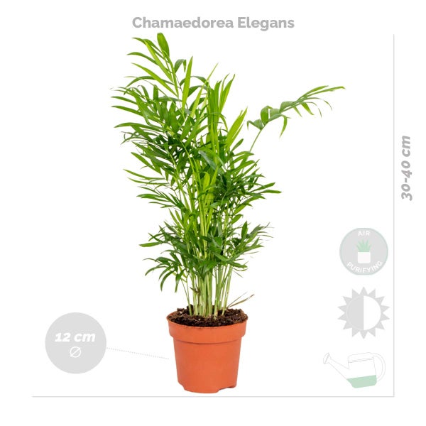 4x Pflegefreundliche Mischung - Zimmerpflanze – ⌀12 cm - ↕ 25-45 cm
