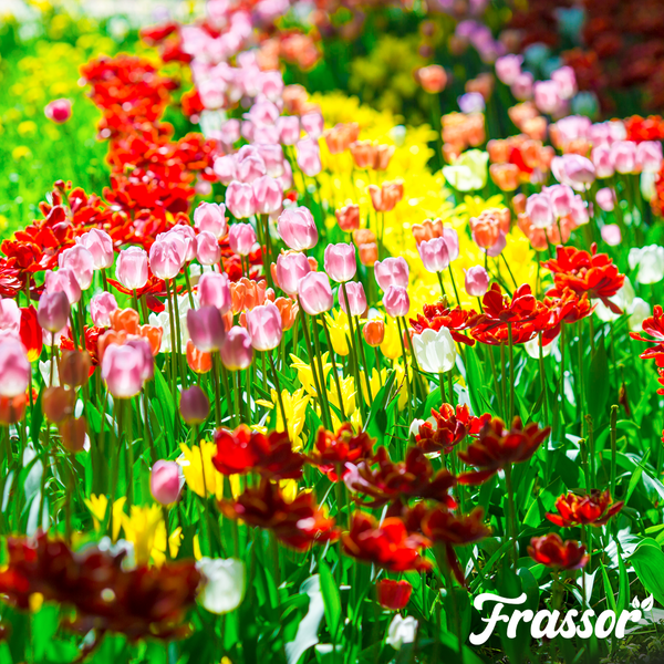 Junge Gemüsepflanzen im Gartenbeet in der Erde, hell erleuchtet. Frassor Logo.