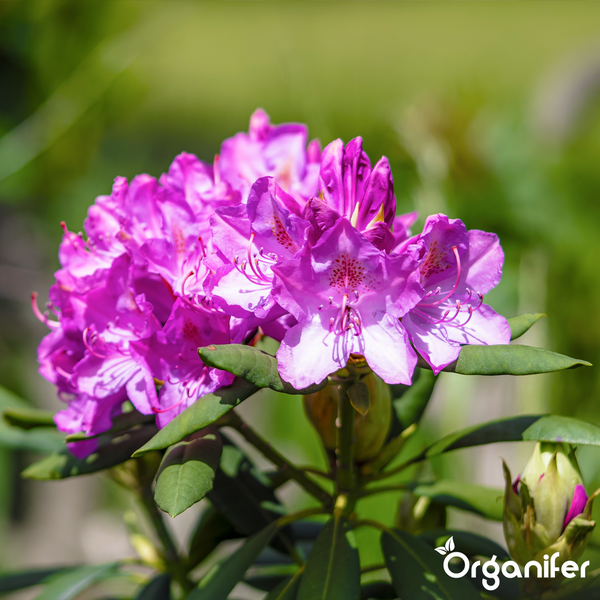 Nahaufnahme eines blühenden Rhododendrons. Organifer Logo.
