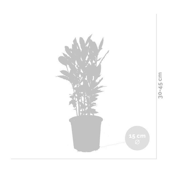 Laurus Nobilis - Küchenlorbeer - Strauch - Immergrün – ⌀15 cm - ↕30-45 cm