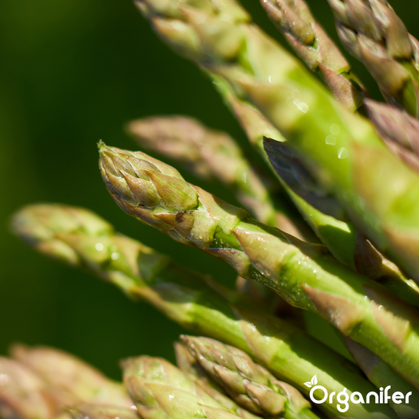 Grüner Spargel wächst in der Erde. Organifer Logo.