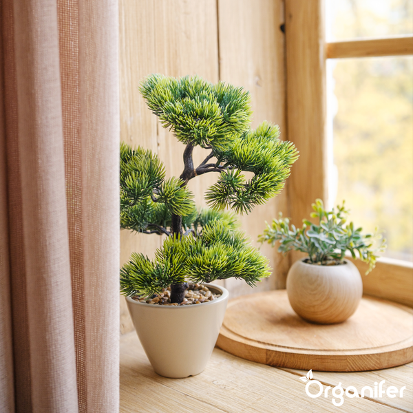 Bonsai-Zimmerpflanze mit geschwungenem Stamm in einer relief-verzierten Keramikschale. Organifer Logo.