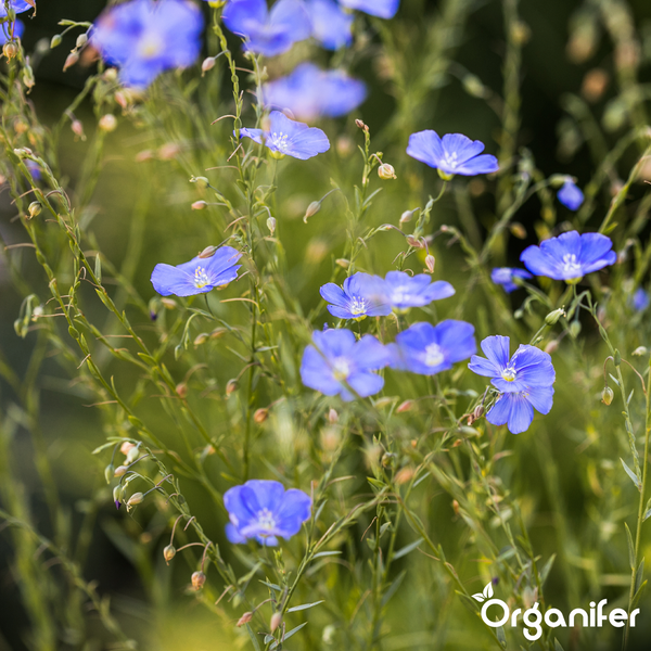 Leinblüten auf einem Feld mit Stielen und Knospen, Organifer Logo