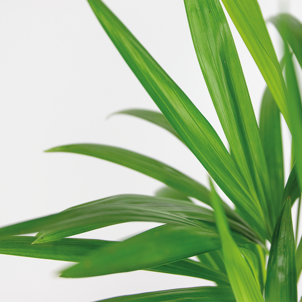 Bloomique - Dypsis Lutescens - Goldpalme - Areca - Palme - Zimmerpflanzen - Luftreinigend - Tierfreundlich - 30-40 cm Hoch - Topf 12 cm