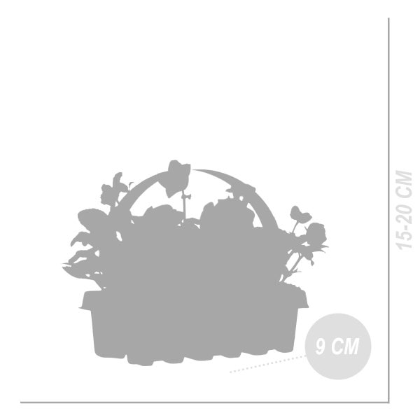 3x 6er-Pack Helleborus 'Christmas Carol' - Winterblüher - Pflegeleicht - ⌀9 cm - ↕15-20 cm