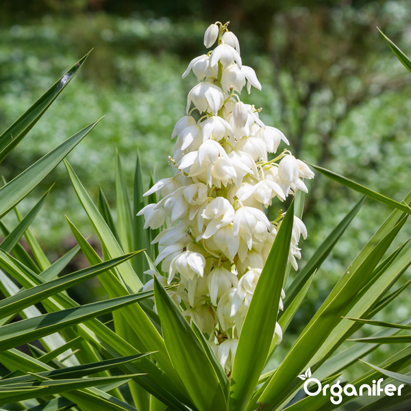 Blühende Yucca mit weißen Blüten und spitzen grünen Blättern. Organifer Logo.