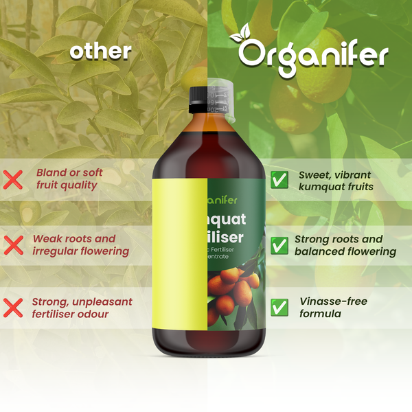Flasche mit Organifer Logo und Kumquat Dünger im Vergleich zu anderen Produkten; Vorteile: süße Früchte, starke Wurzeln, vinassefreie Formel.