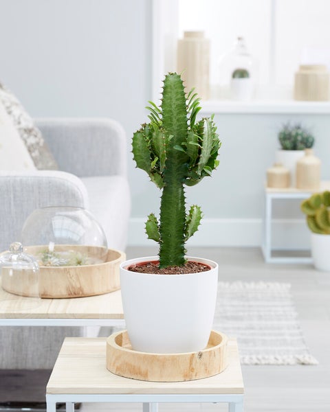 Bloomique - Euphorbia Acrurensis - Cowboy Kaktus - Sukkulenten - Zimmerpflanzen - Sehr Pflegeleicht - Höhe 60-70 cm - Topf 17 cm