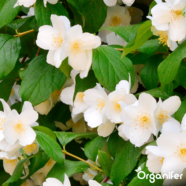 Philadelphus Pfeifenstrauch mit weißen Blüten und grünen Blättern. Organifer Logo.