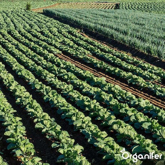 Feld mit Gemüsekulturen in Reihen