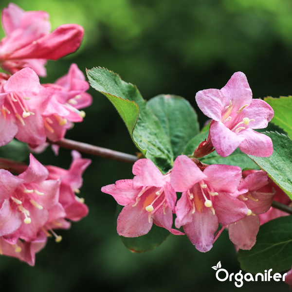 Nahaufnahme einer Weigelie mit rosa trichterförmigen Blüten und grünen Blättern. Organifer Logo.