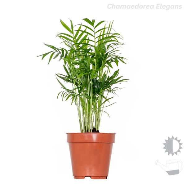3x Tropische Palmen Mischung inkl. Korb aus Seegras - Pflegeleicht - ⌀12 cm - ↕20-45 cm