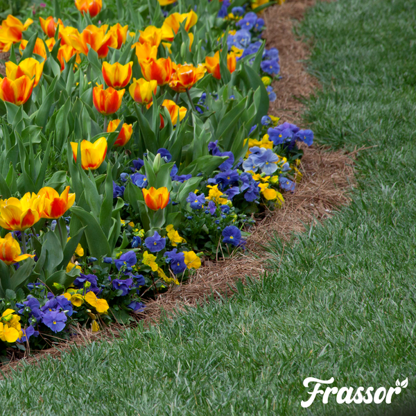 Gepflegtes Gartenbeet mit Tulpen und Stiefmütterchen neben einer Rasenfläche. Frassor Logo.
