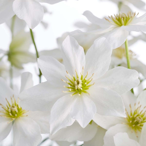 Clematis Avalanche – Waldrebe – Schlingpflanze – Immergrün – ⌀15 cm – ↕60-70 cm