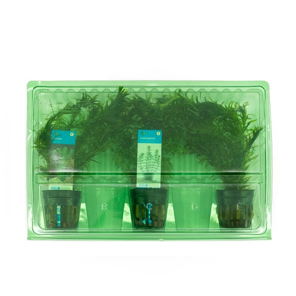 Bloomique - 3er Set - Aquarium Pflanzen Echt - Aquarium Zubehör - Wasserpflanzen - Reinigend - Sauerstoff -  Wasserpest, Hydrocotyle, Limnophila - Höhe 15-20 cm