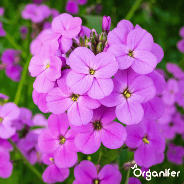 Nahaufnahme violetter Blüten mit vier Blütenblättern, Organifer Logo.