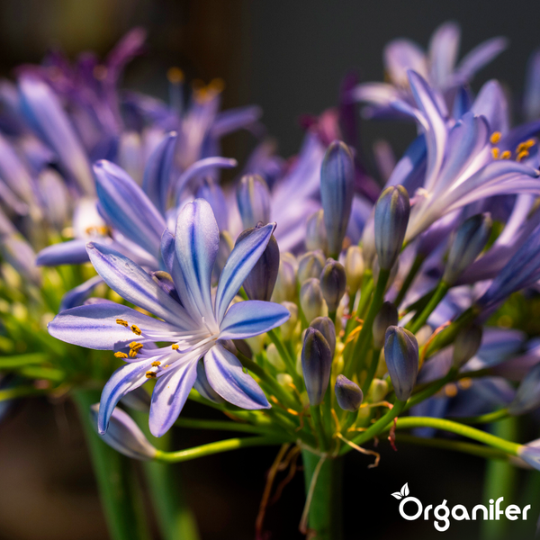 Drei Flaschen Organifer Agapanthus-Dünger, organisches Düngerkonzentrat, je 3 Liter für 3000 Liter Gießwasser.