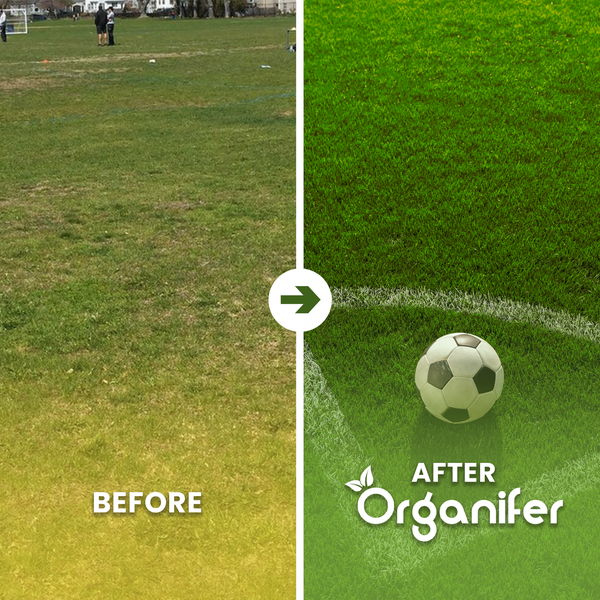 Vorher-Nachher-Vergleich: Links lückenhafter Rasen, rechts dichter, gesunder Rasen mit Fußball nach Anwendung von Organifer. Organifer Logo.