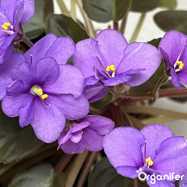 Nahaufnahme eines Usambaraveilchens mit violetten Blueten und gelben Staubbeuteln, Organifer Logo
