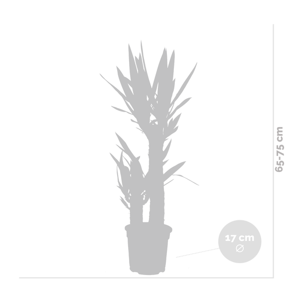 Bloomique - Yucca Elephantipes - Yucca Palme - Palmlilie - Zimmerpflanzen - Pflegeleicht - Luftreinigend - Höhe 60-70 cm - Topf 17 cm