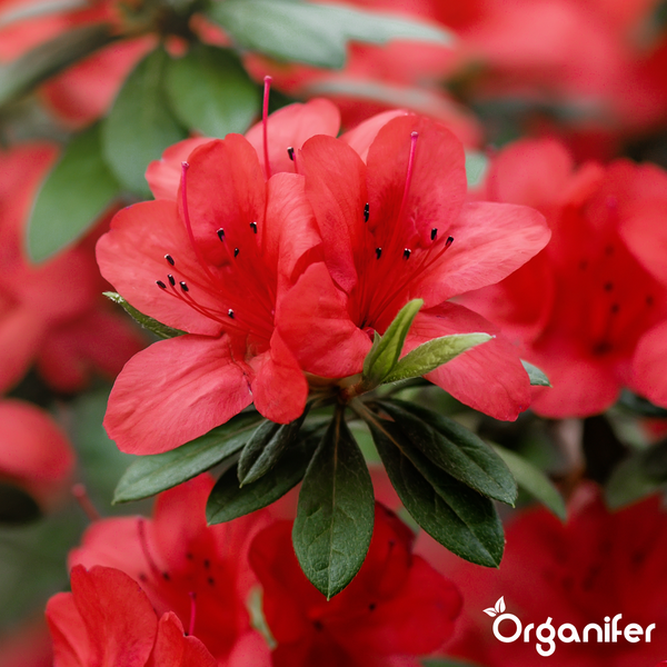 Nahaufnahme von roten Azaleenblüten und grünen Blättern. Organifer Logo.