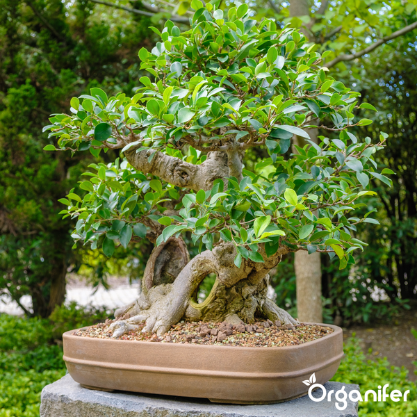 Bonsai-Baum mit dichten grünen Blättern und sichtbaren Luftwurzeln in einer dunklen Keramikschale. Organifer Logo.