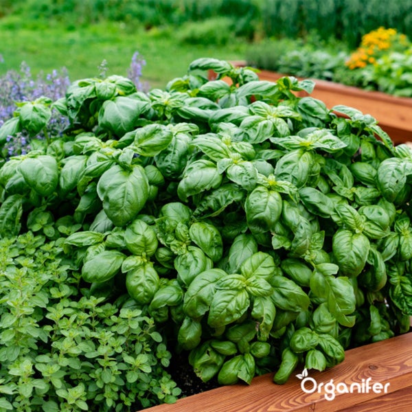 Biologisches Kräutersaatgutpaket – 10 Arten - Organifer
