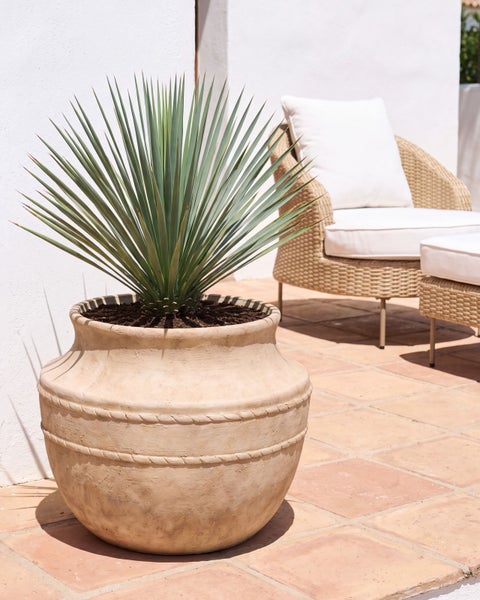 Yucca rostrata in einem großen Terrakotta-Topf auf einer sonnigen Terrasse mit hellen Fliesen und Gartenmöbeln aus Geflecht.