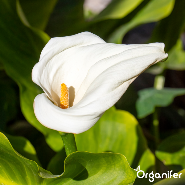 Weiße Calla-Lilie mit gelbem Blütenkolben und grünen Blättern. Organifer Logo.