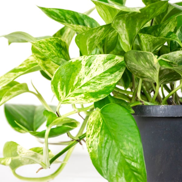 Scindapsus Marble Queen – Dragon Ivy – Hängepflanze – ⌀17 cm - ↕35-45 cm