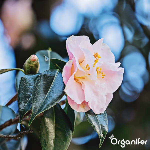 Blühende rosa Kamelie mit grünen Blättern und Organifer Logo.