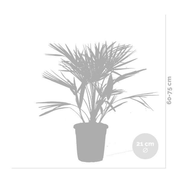 Bloomique - Chamaerops Humilis - Europäische Zwergpalme - Palmen Winterhart Draußen - Höhe 60-70 cm - Topf 21 cm