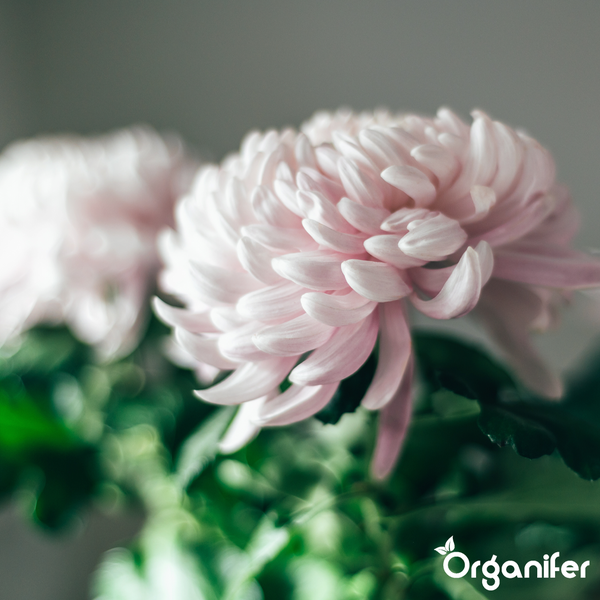 Nahaufnahme von orange-gelben Chrysanthemen mit Organifer Logo.