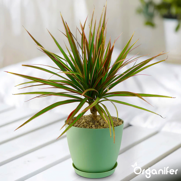 Zimmerpflanze Dracaena marginata im grünen Topf mit rötlich-grünen Blättern, Organifer Logo.