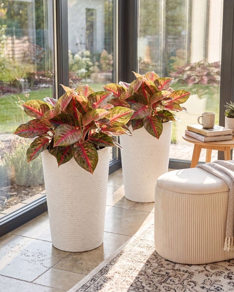 Zwei Aglaonema Pflanzen in hohen, strukturierten weißen Pflanzkübeln vor einer Fensterfront im hellen Wohnbereich.