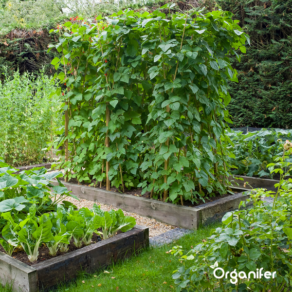Biologisches Gemüsesaatgutpaket - 19 Arten - Organifer