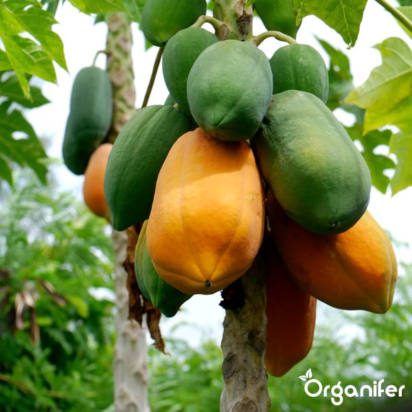 Grüne und orangefarbene Papayas wachsen an einem Papayabaumstamm. Organifer Logo.