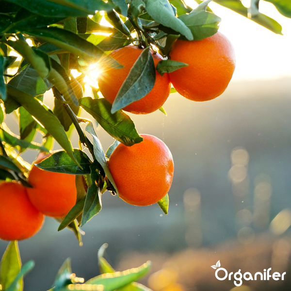 Reife Orangen an einem Zweig eines Zitrusbaums mit grünen Blättern im hellen Sonnenlicht. Organifer Logo.