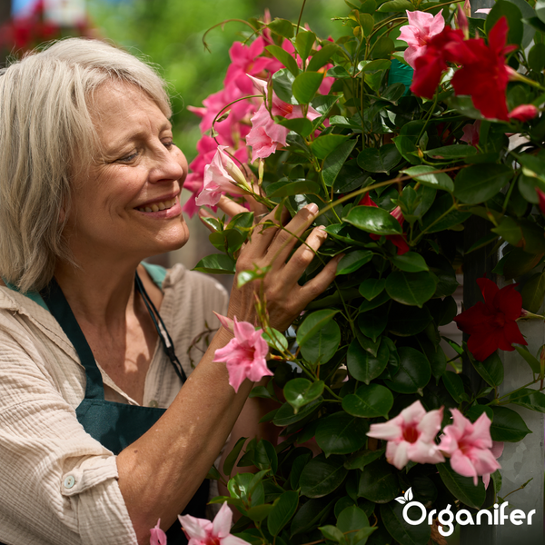 Lächelnde ältere Frau mit grauem Haar pflegt eine Mandevilla mit rosa und roten Blüten. Organifer Logo.