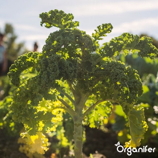 Grünkohlpflanze im Garten