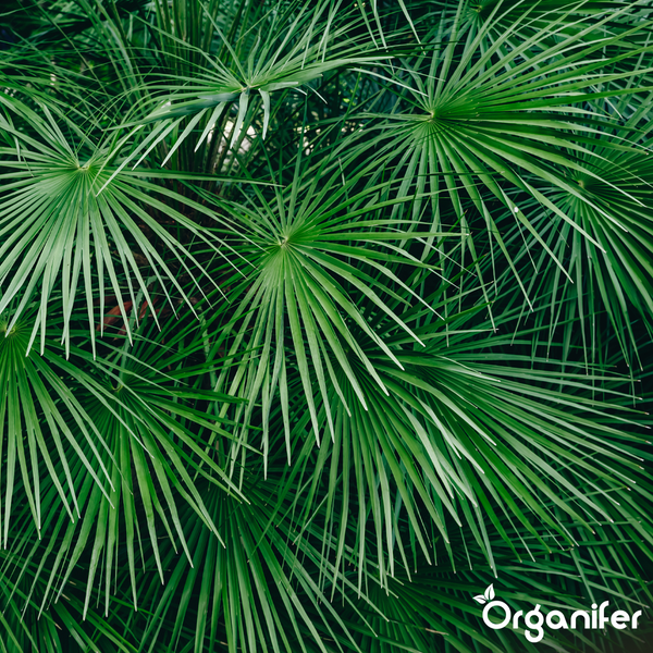 Sagopalme Cycas revoluta im braunen Kunststofftopf mit fächerartigen grünen Wedeln in einem Gartencenter. Organifer Logo.